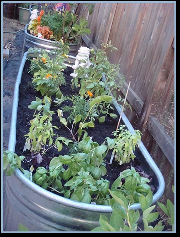 It s helpful to try and get started as soon as possible with some plants like tomatoes, because they don t set fruit well when it gets too hot, and the heat can cause the fruit to crack.