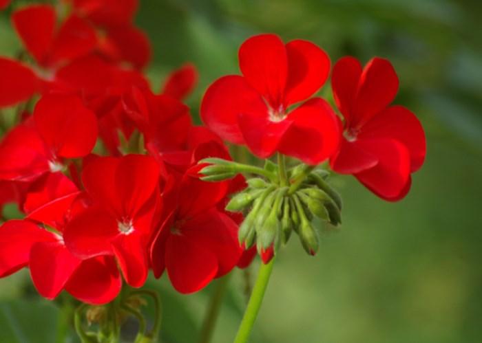 One of the garden s most colorful flowers, geraniums are hardy plants that grow in several zones, many blooming over long periods of time, living happily in