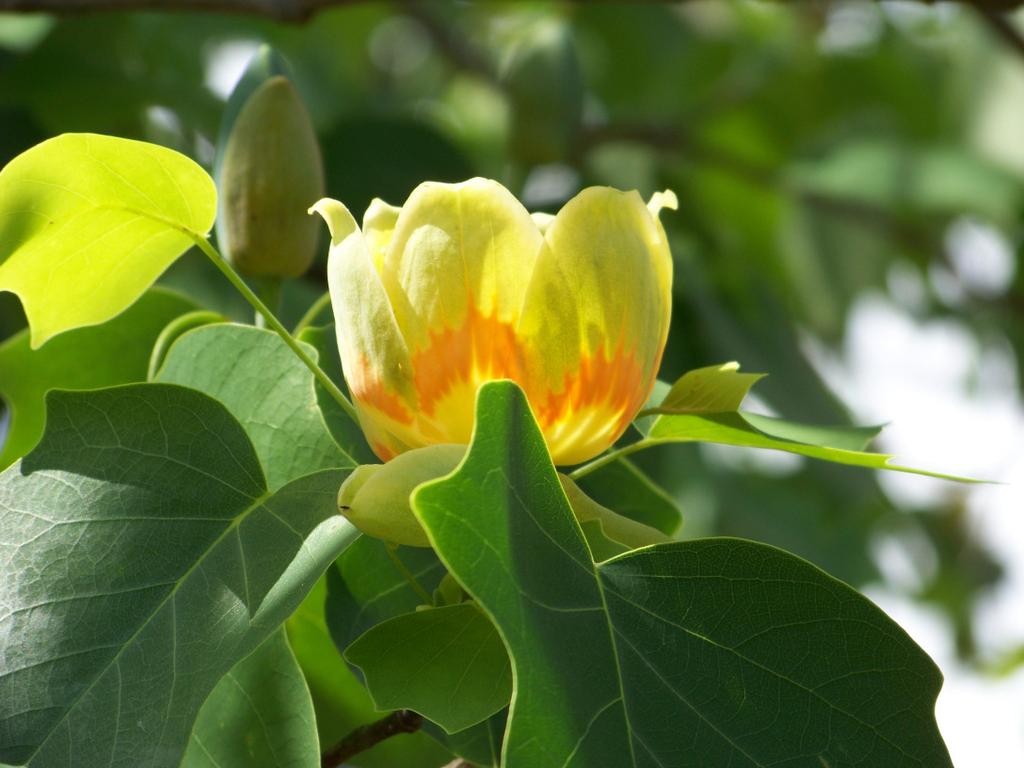 The Wandering Gardner Marilyn Moltz Tulip Poplar Tree One year while traveling in South Carolina we were visiting a rural historical farm.
