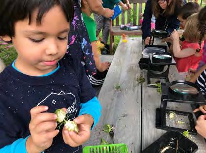 Lemberg Newsletter September 2018 Exploring Seeds Kids went on a hunt for all sorts of seeds throughout the garden, including the fascinating seed pods of many flowers which the kids opened up for a
