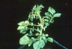 Phosphorous Phosphorous deficiency Symptoms: Slight stunting of the plant, older leaves will be and undeveloped root system