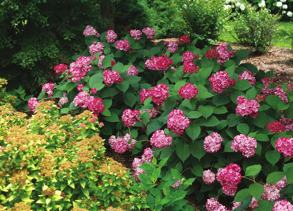 Hydrangea arborescens INVINCIBELLE Ruby H yd rangea a r bor esce ns NCHA3 pp#28, 317, c br af Dark burgundy red flower buds open to two-toned blooms: bright ruby red and silvery pink florets.