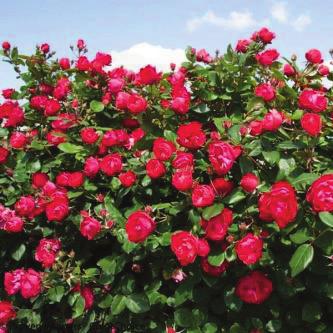 OSO EASY Double Red Rosa Meipeporia pp#26,298 Landscape Info: Features & Benefits: Common name: rose USDA/AHS zones: USDA 4/AHS 9 Mature height: 3-4 /.9-1.
