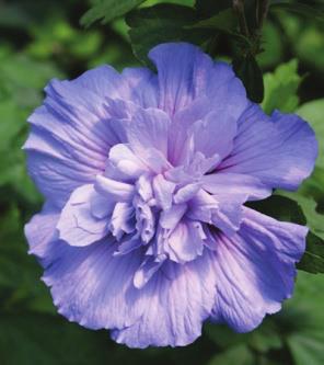 BLUE CHIFFON Hibiscus syriacus Notwoodthree pp#20,574, cbr#3583 Common name: rose of Sharon Landscape Info: Features & Benefits: USDA/AHS zones: USDA 5/AHS 9 Mature height: 8-12 /2.4-3.