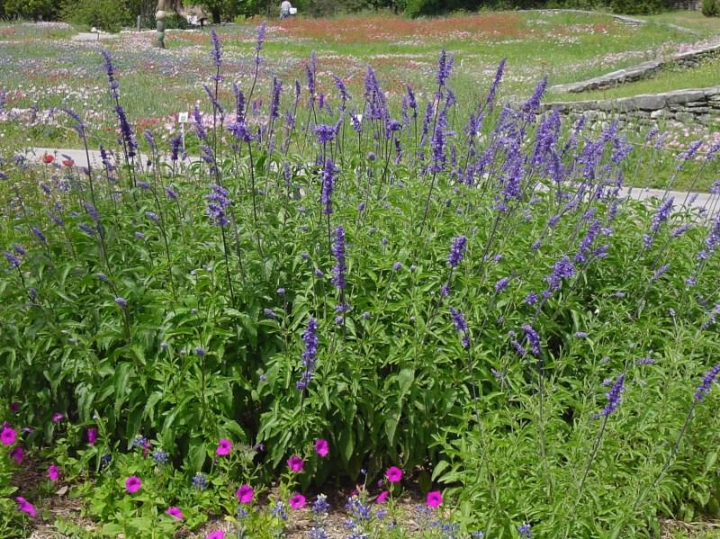 A couple of options, though not great solutions, include physically removing each year, or planting groundcover instead of turf and let them blend in.