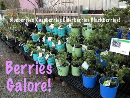 Native Shrubs- Berries for People and Birds! Check out the ginormous selection of native berry bushes we have in stock right now.