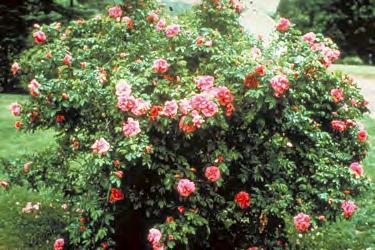 Rugosa Rose Rosa rugosa Mature Flower General Attributes Type Deciduous Shrub Height 4-8 Feet Spread 4-6 Feet Form Rounded Utility Lines Compatible Growth Rate Fast Life Expectancy Short USDA Zone