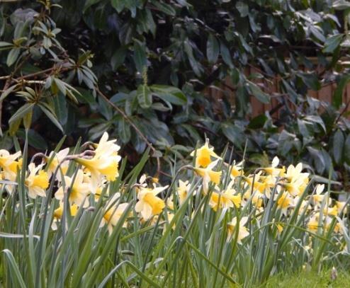 DO NOT tie leaves in a knot Water well if the season after flowering is dry plit congested clumps Feed if narcissus are planted in light, poor soils Check bulbs for pests and diseases.