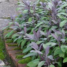 alvia Officinalis Purpurascens (alv P) Plant type: Evergreen sub shrub Full height and spread: 100 cm by 70 cm Flowers: Narrow spikes of small lilac blue tubular flowers in summer Hardiness: Hardy