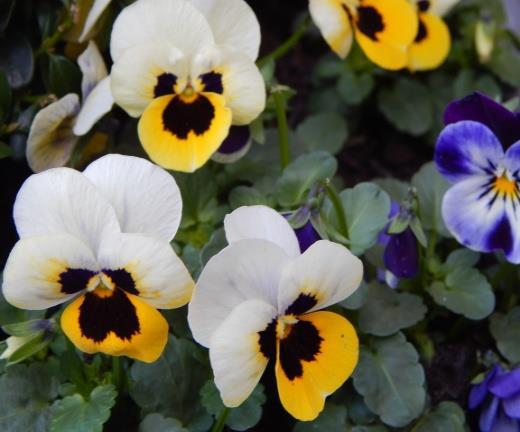 Viola (Vi) A Common Name: Pansy Plant type: Clump forming annual or short-lived evergreen perennial. Full height and spread: 12 cm by 30 cm. Flowers: Cheerful. Multicoloured.