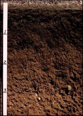 Entisols Recent soils (newly made) with very little