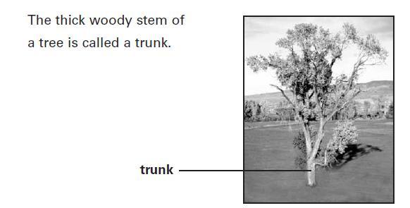 9. a) Give one function of the trunk of a tree b) Trees make food for growth. Which part of the tree makes food for growth? c) Trees do not grow quickly in the winter.