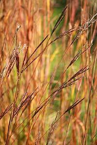 If you would like to see these grasses in person before voting, all of them can be seen at Prairie