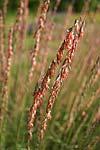 Side Oats Grama Blue Grama Beneficial Bugs In the insect world we have many, many different kinds of