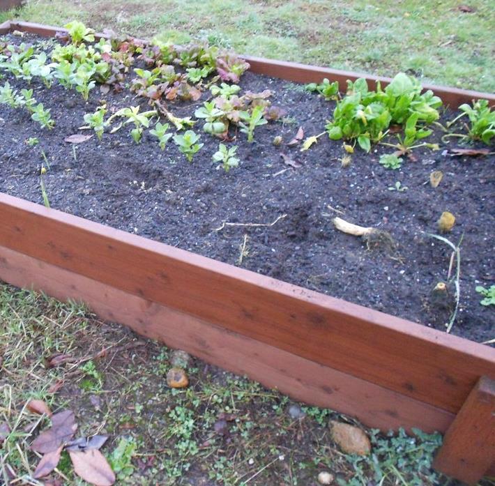 Raised bed soils Usually a mixture of sandy fill and compost.