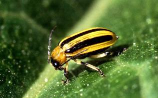 Natural Pest Control Look out for pest warning signs, such as chewed leaves, ragged leaf edges, leaves