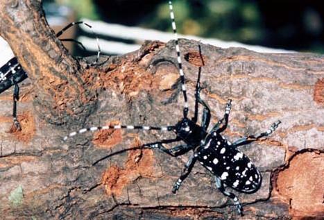 The long antennae are 1½ to 2½ times the body length with distinctive black and white bands on each segment.