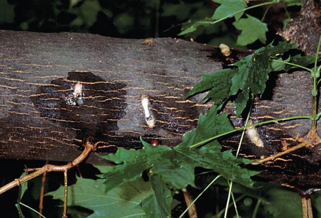 Accumulation of coarse sawdust around the base of infested trees, where branches meet the main stem, and where branches
