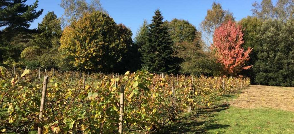 SURRENDEN VINEYARD The Vineyard is situated to the south of the Farmhouse and comprises 1.