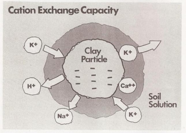 Cation Exchange Capacity (CEC) A measure of soil fertility Cations in soil solution in