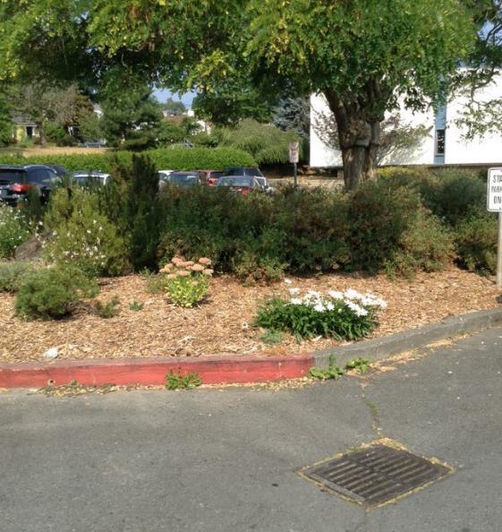 C. Island Woodchips also offer a good comparison of permeability. Do woodchips help with stormwater problems or not?