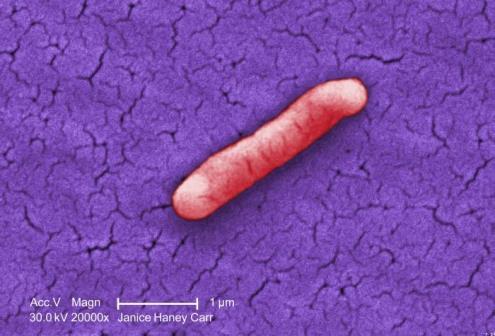 How fast can bacteria multiply?