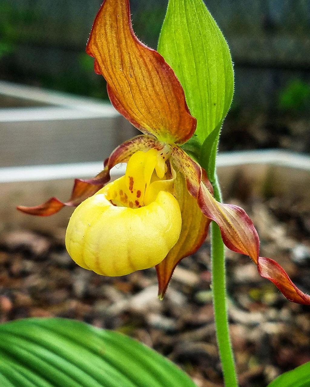 Cypripedium parviflorum By Cypripedium parviflorum, commonly known as yellow lady's slipper or moccasin flower, is a lady's slipperorchid found in North America.