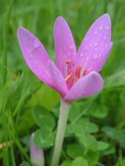 In Ireland the Autumn Crocus is found only in the valley of the Nore river and is