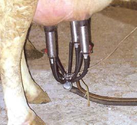 Stage 2 Milk Cows 1 Milk infected cows last if possible. 2 Keep infected milk or milk from antibiotic treated cows separate.