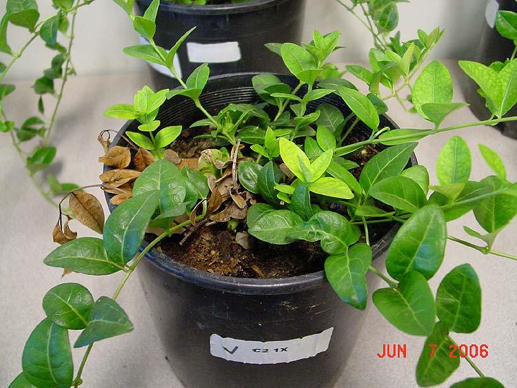 Bowles 8 weeks after 2 applications of V-1142. Figure 2b.