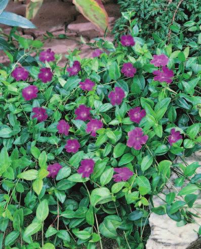 111 Vinca minor Atropurpurea An excellent ground cover forming mats of solid dark green, shiny leaves that