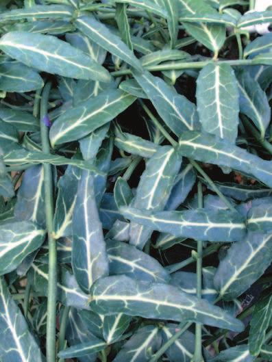35 Euonymus fortunei Wolong Ghost Evergreen ground cover with