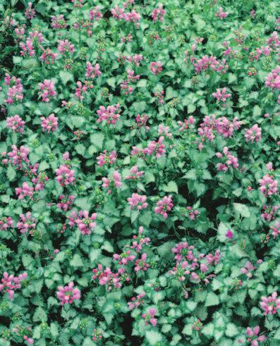53 Lamium maculatum Pink Pewter An outstanding ground cover bearing silver-white