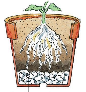 Step 2. Proper Planting Whether planting in the ground or in a container, selecting the proper soil and proper placement of the plant are crucial to the success of your garden.