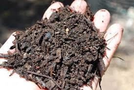 Ideal soils hold moisture and allow constant air circulation around the roots, will not saturate and will maintain a balanced ph Yard loam, sandy soils or top soils should never be used for planting