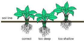 Planting depth Whether planting in a container or in the ground never plant deeper than the exiting soil line. Observe the existing plant and where the soil line is.