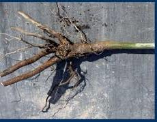 Root pruning is more injurious to old mature plants than it is for younger more vigorous plants Damage typically increases with the more cuts you do and the amount of roots you remove Root pruning a