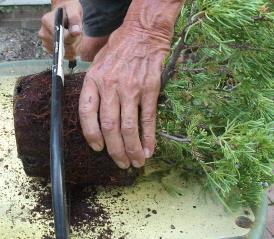 Make sure to leave as many feeder roots as possible Fill container with good soil and spread roots out inside container onto the soil Replant the tree to its original planting depth and fill in