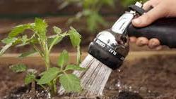 d. Water immediately after planting We will discuss watering more thoroughly in the section below, but for now suffice to say that immediately after transplanting your new plant you need to water the