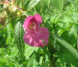 Invasives on the Kenai Many invasive plants were likely brought to the Kenai as ornamentals for