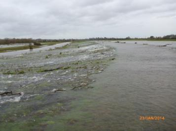 CASE STUDY: Somerset 2014 floods Turf
