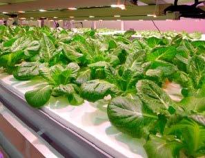 plant racks dedicated for plant factories with hydroponic and artificial