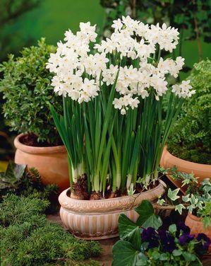Therefore, they are very easy to force indoors and bring in to bloom. Following are the steps needed. Use a 3 to 4-inch decorative container that does not have drainage holes.