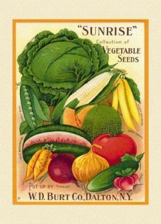 produce broccoli, cabbage and cauliflower for spring crops, sow seed about four weeks earlier than suggested transplanting date February Strawberries (1 5 years) Carrots (66