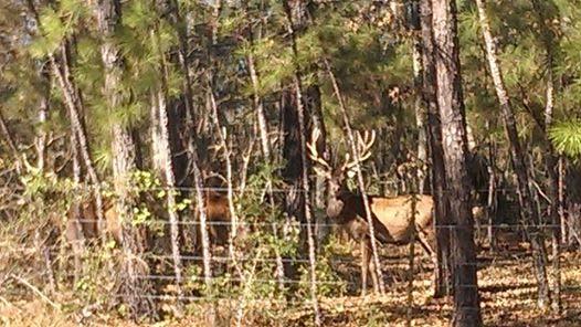 Debra Love Was dropping off Mom on Christmas Eve and saw 4 red stag deer by the trash area. This picture was taken off of Waterwood parkway a block from the trash sight.
