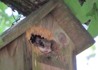 A flying squirrel lived in the bird house outside my Parents front door. I love going to Waterwood, it is so peaceful and full of wildlife.