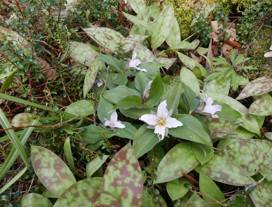 Trillium hibbersonii You may have noticed that this Trillium hibbersonii has extra floral parts, an