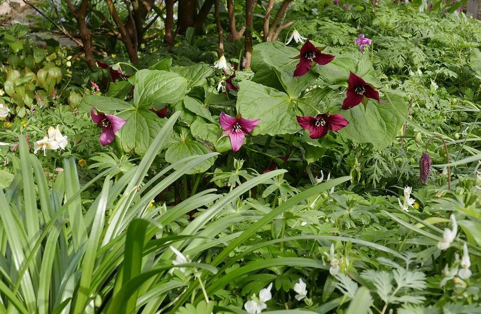 trilliums will hybridise like this