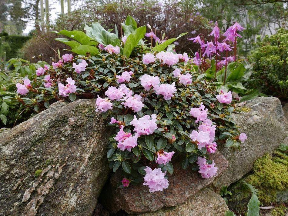 Rhododendron cephalanthum Finally for this week to show that