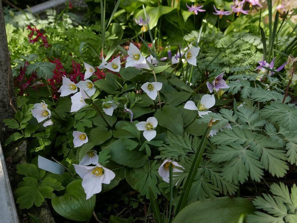 As well as allowing Pseudotrillium rivale to seed around the garden I continue to sow